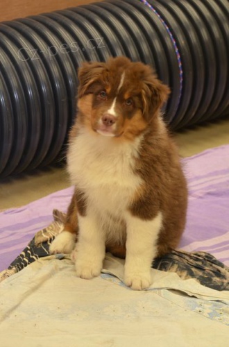 Australsk� ov��k �t�n� s P.P.