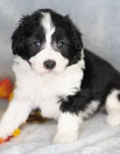 pejsek a fenka kr�sn� �t���tka Aussiedoodle k adopci.