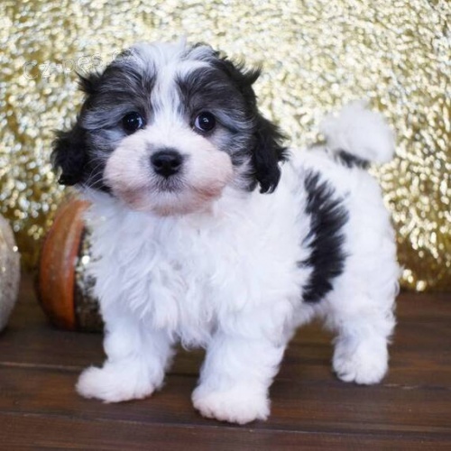 MALTIPOO štěňata k adopci MALTIPOO štěňata k adopci