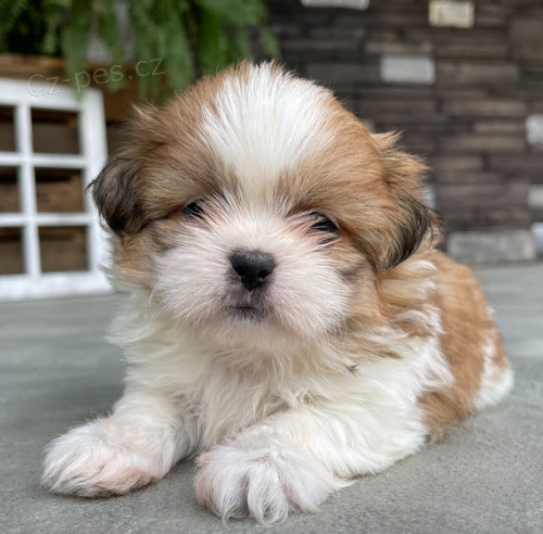 Prod�m o�kovan� �t��ata SHIH TZU