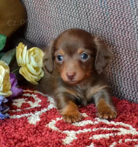 Prod�m zdrav� �t��ata jezev��k�