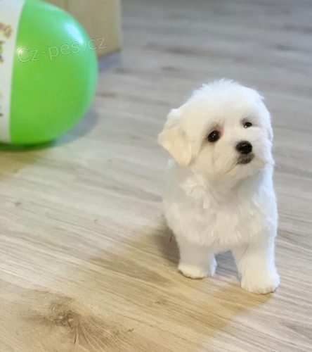 Maltézský psík bez PP Maltézský psík bez PP