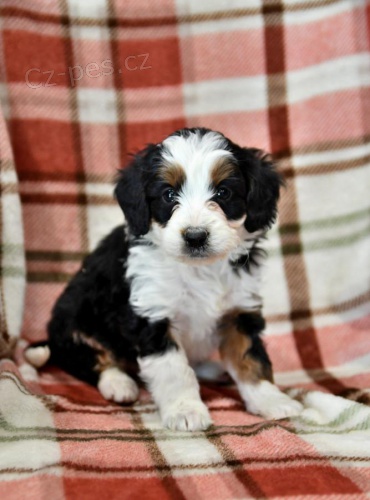 nádherná štěňátka Bernedoodle hledají věčný domov nádherná štěňátka Bernedoodle hledají věčný domov