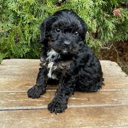 Tito mil��ci Cavapoo, Jsou vychov�v�ni s l�skou a p���, vychov�vaj� je, aby byli sladc�.