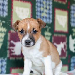 Tyto rozkošné a velmi láskyplné štěňátka Jack Russell, Štěňátka zbožňují děti a milují honit naše děti a rádi si hrají venku. Tyto rozkošné a velmi láskyplné štěňátka Jack Russell, Štěňátka zbožňují děti a milují honit naše děti a rádi si hrají venku.