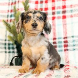 Sladk� �t��ata jezev��ka, �t��ata zbo��uj� d�ti a miluj� honit na�e d�ti a r�di si hraj� venku.