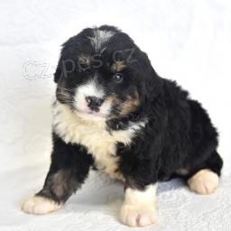 Mini Bernedoodle štěňata. Mini Bernedoodle štěňata.