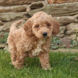 Mini Goldendoodle štěňata. Mini Goldendoodle štěňata.