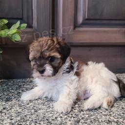 Sladké Shih-poo štěňata. Sladké Shih-poo štěňata.