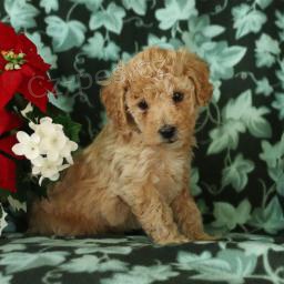 Přátelské Štěňata Bichpoo. Přátelské Štěňata Bichpoo.