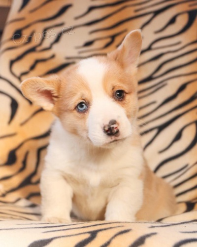 �t��ata Welsh corgi pembroke k dispozici