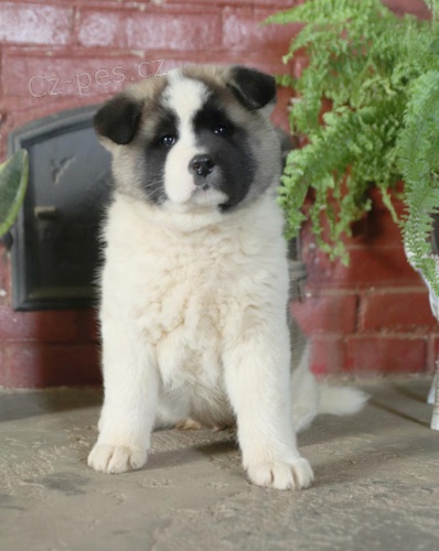 �t��ata Akita Inu k dispozici