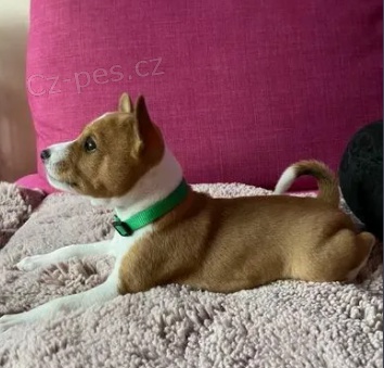 �t��ata Basenji k dispozici