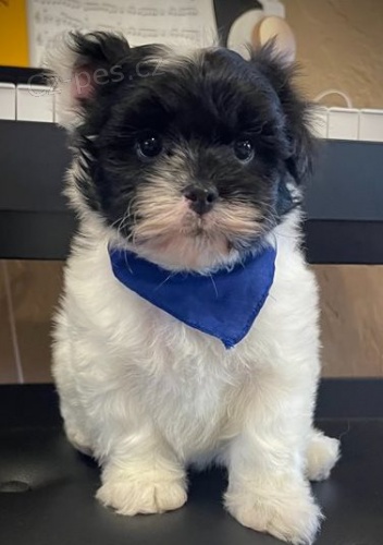 Velké Pyreneje Mix štěňata. Velké Pyreneje Mix štěňata.