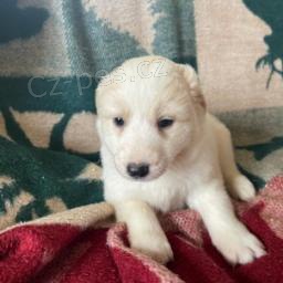 Velké Pyreneje Mix štěňata. Velké Pyreneje Mix štěňata.