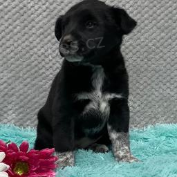 Labradorský retrívr mix štěňat. Labradorský retrívr mix štěňat.