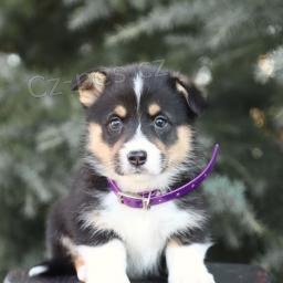 Rozkošná velšská štěňátka Corgi. Rozkošná velšská štěňátka Corgi.