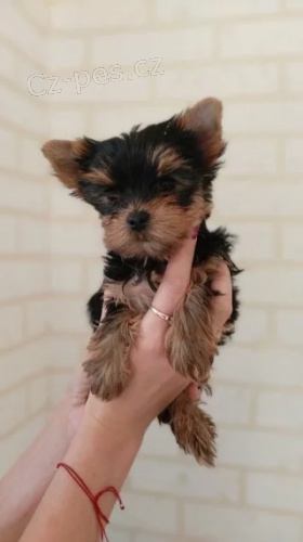 Prodám štěňata jorkšírského teriéra. Štěňata jsou všechna očkovaná a zdravá. Prodám štěňata jorkšírského teriéra. Štěňata jsou všechna očkovaná a zdravá.