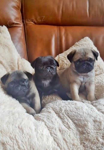 Prod�m kr�sn� b�ov� �t��ata mopse. V�ichni jsou o�kovan�, od�erven� a r�di si hraj� s d�tmi a jin�mi zv��aty.