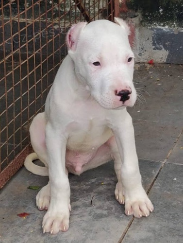 Kr�sn� �t��ata "Dogo Argentino" k dispozici a p�ipravena k prodeji. 