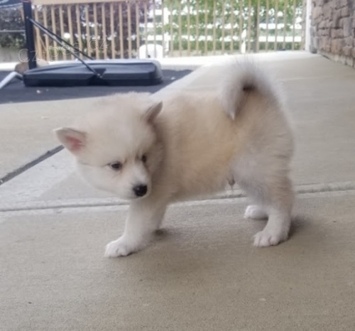 Kr�sn� �t��ata Pomskies na prodej (k��enec sibi�sk� a pomeranian)