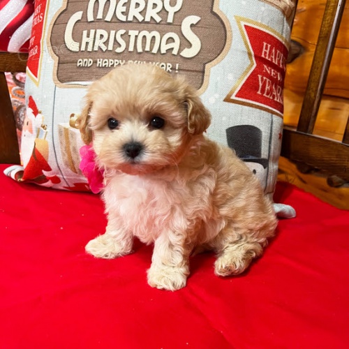 Prodám hygienicky vyškolená miniaturní štěňata MALTIPOO. Jsou očkovaná a odčervená. Prodám hygienicky vyškolená miniaturní štěňata MALTIPOO. Jsou očkovaná a odčervená.
