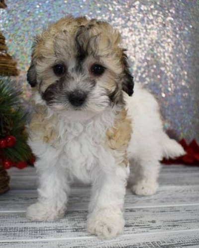 Prodám hygienicky vyškolená miniaturní štěňata MALTIPOO. Jsou očkovaná a odčervená. Prodám hygienicky vyškolená miniaturní štěňata MALTIPOO. Jsou očkovaná a odčervená.