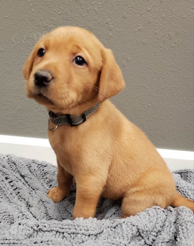Prod�m zdrav� a kr�sn� �t��ata labradorsk�ho retr�vra pejska a fenky.