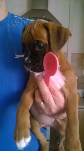 Krásná štěňata německých boxerů na prodej. K prodeji máme několik očkovaných a odčervených vrhů štěňat boxerů. Krásná štěňata německých boxerů na prodej. K prodeji máme několik očkovaných a odčervených vrhů štěňat boxerů.