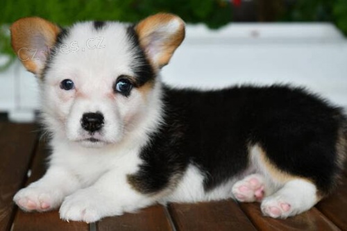 kr�sn� a and�lsk� �t��ata Pembroke Welsh Corgi na prodej.