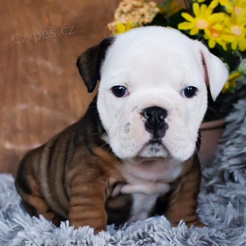 Prod�m kr�sn� a and�lsk� �t��ata anglick�ho buldo�ka Nab�z�me k prodeji n�kolik o�kovan�ch a od�erven�ch vrh� �t��at anglick�ho buldo�ka.