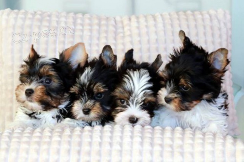 Biewer terrier Biewer terrier