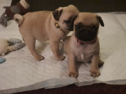 Prod�m kr�sn� b�ov� �t��ata Mopse