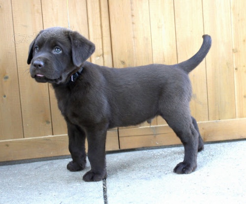 Prodám štěňata labradorského retrívra. Prodám štěňata labradorského retrívra.