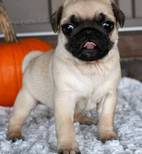 �t��ata mopse a feny k adopci.