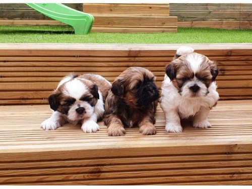 Zdravá štěňátka Shih Tzu Zdravá štěňátka Shih Tzu