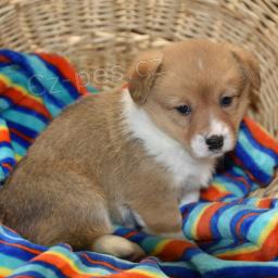 Corgi štěňata připravena. Corgi štěňata připravena.