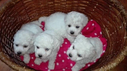 Maltézská štěňata k dispozici pes a fenka Maltézská štěňata k dispozici pes a fenka