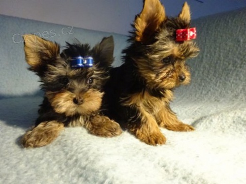 Yorkshire terrier bez PP Yorkshire terrier bez PP