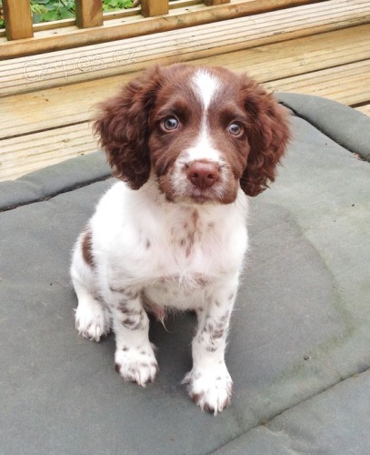 �t��ata anglick�ho �pringr�pan�la k adopci.