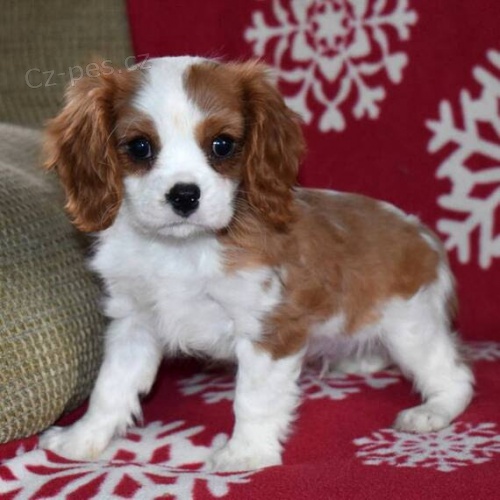 Prodám zdravá a krásná štěňata kavalír King Charles španěl. Prodám zdravá a krásná štěňata kavalír King Charles španěl.