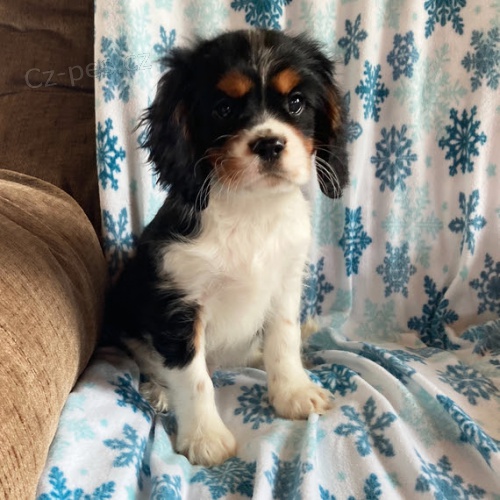 Prodám štěňata kavalír King Charles španěl. Prodám štěňata kavalír King Charles španěl.