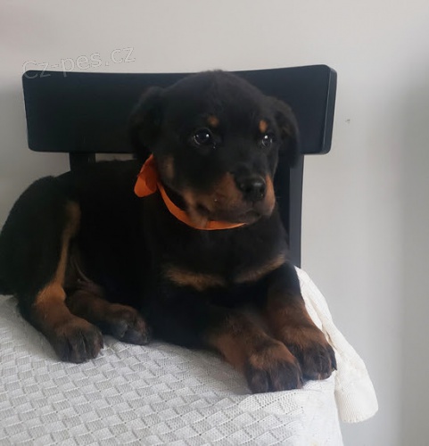 Prod�m �t��ata rotvajlera.