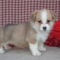 Corgi Pembroke Štěňata. Corgi Pembroke Štěňata.