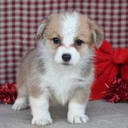 Corgi Pembroke Štěňata. Corgi Pembroke Štěňata.