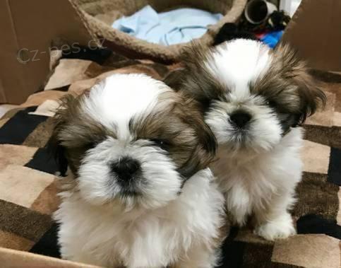 Shih Tzu štěňata. Shih Tzu štěňata.