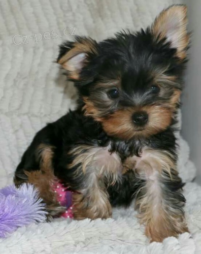 Prodám štěňata jorkšírského teriéra. Prodám štěňata jorkšírského teriéra.