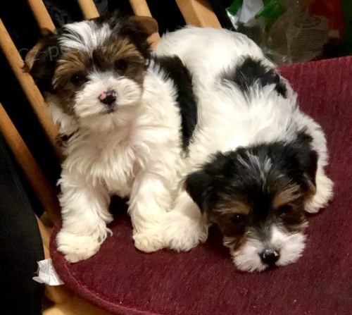 Biewer na prodej. Biewer na prodej.