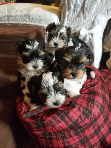Prodám zdravá a očkovaná štěňata yorkie BIEWER. Prodám zdravá a očkovaná štěňata yorkie BIEWER.