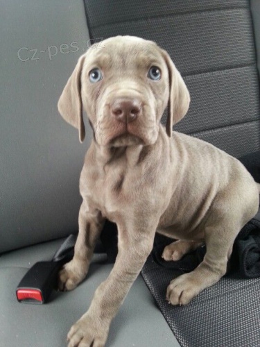 zdrav� a o�kovan� �t��ata v�marsk�ch oha�� na prodej